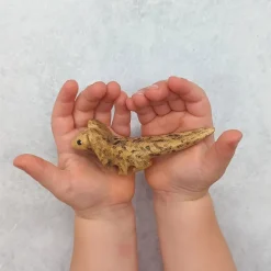 Wooden Frill Neck Lizard